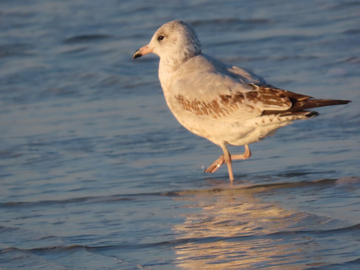 Ring-billed Gull - ML646208144