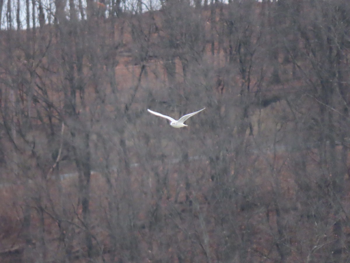 racek Bonapartův - ML646208145