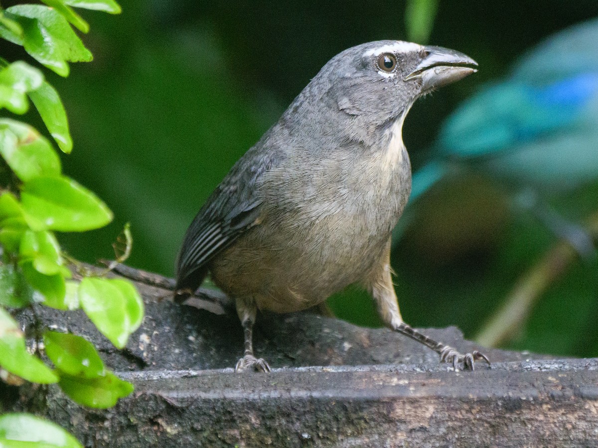 Cinnamon-bellied Saltator - ML646208146