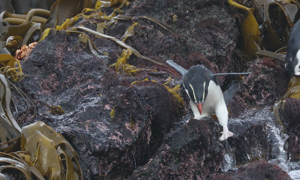 Snares Penguin - ML646208147