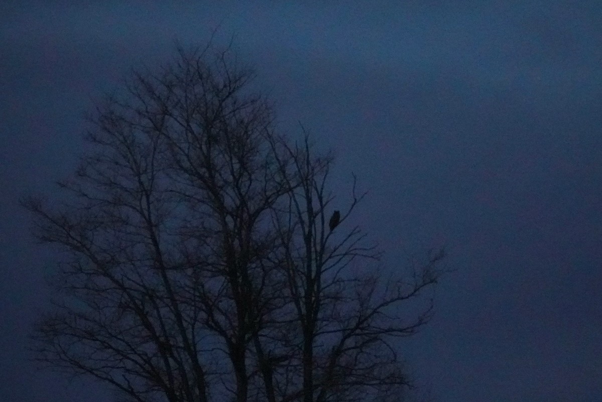 Great Horned Owl - ML646208159