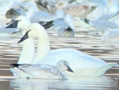 Snow Goose - ML646208160