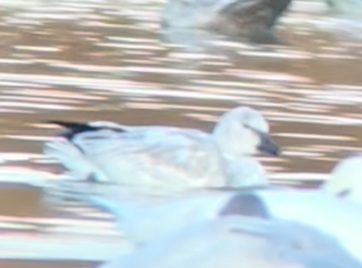 Snow Goose - ML646208161