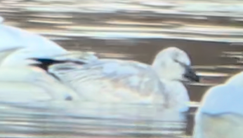 Snow Goose - ML646208162