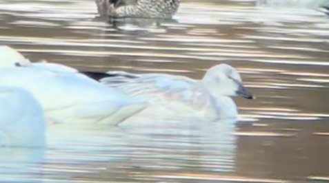 Snow Goose - ML646208163