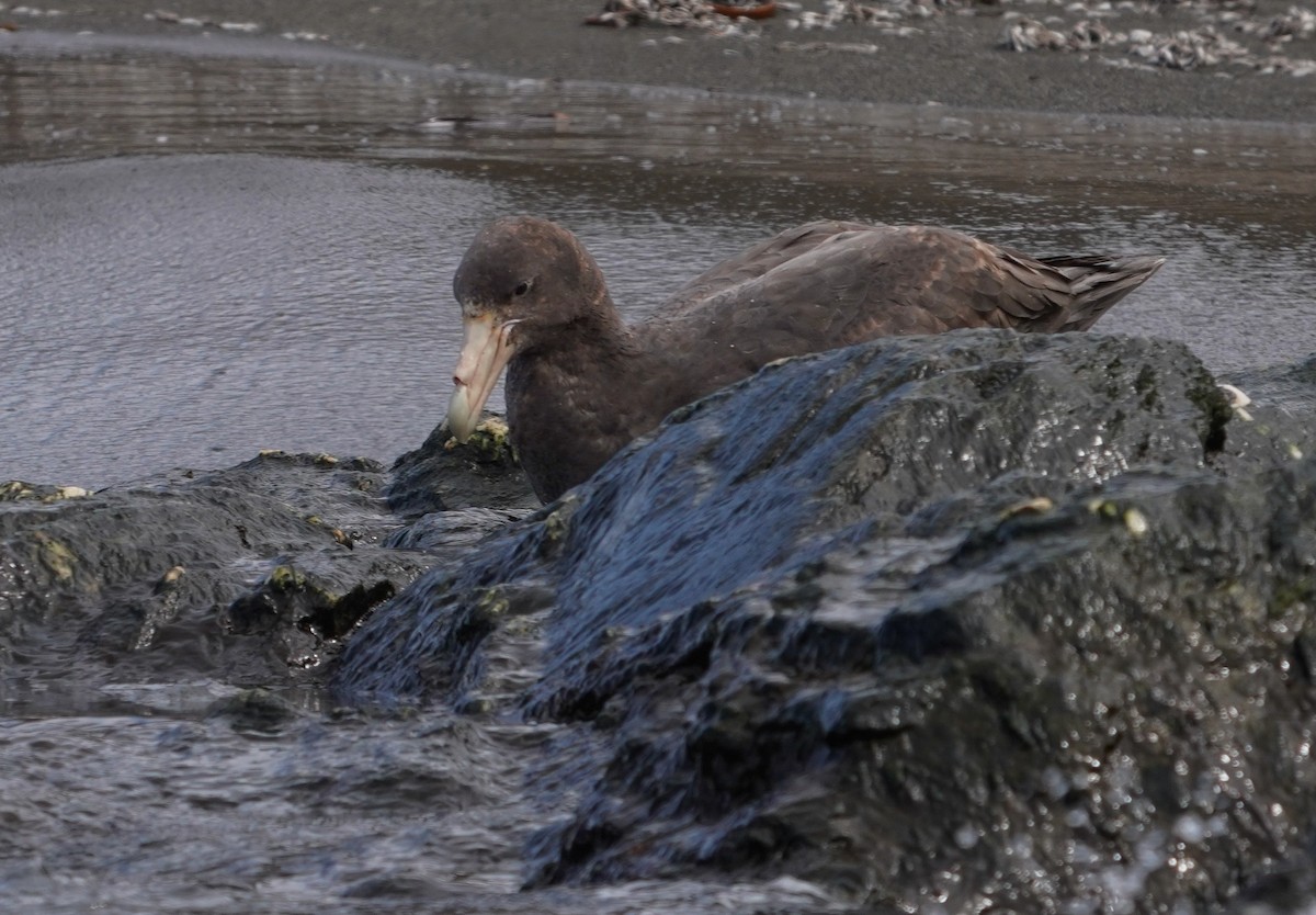 Southern Giant-Petrel - ML646208164