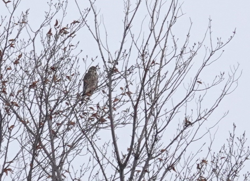 American Goshawk - ML646208187