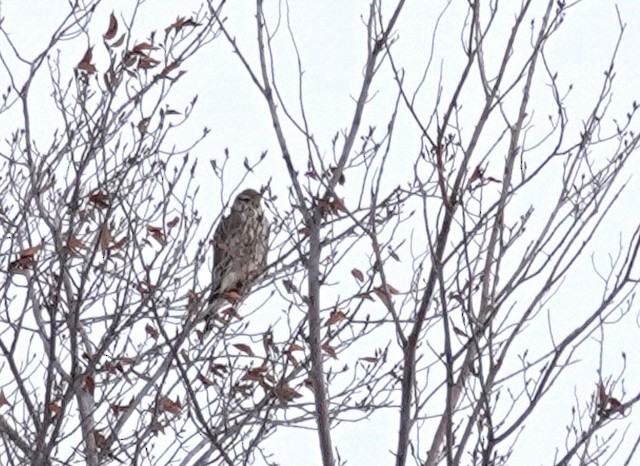 American Goshawk - ML646208194