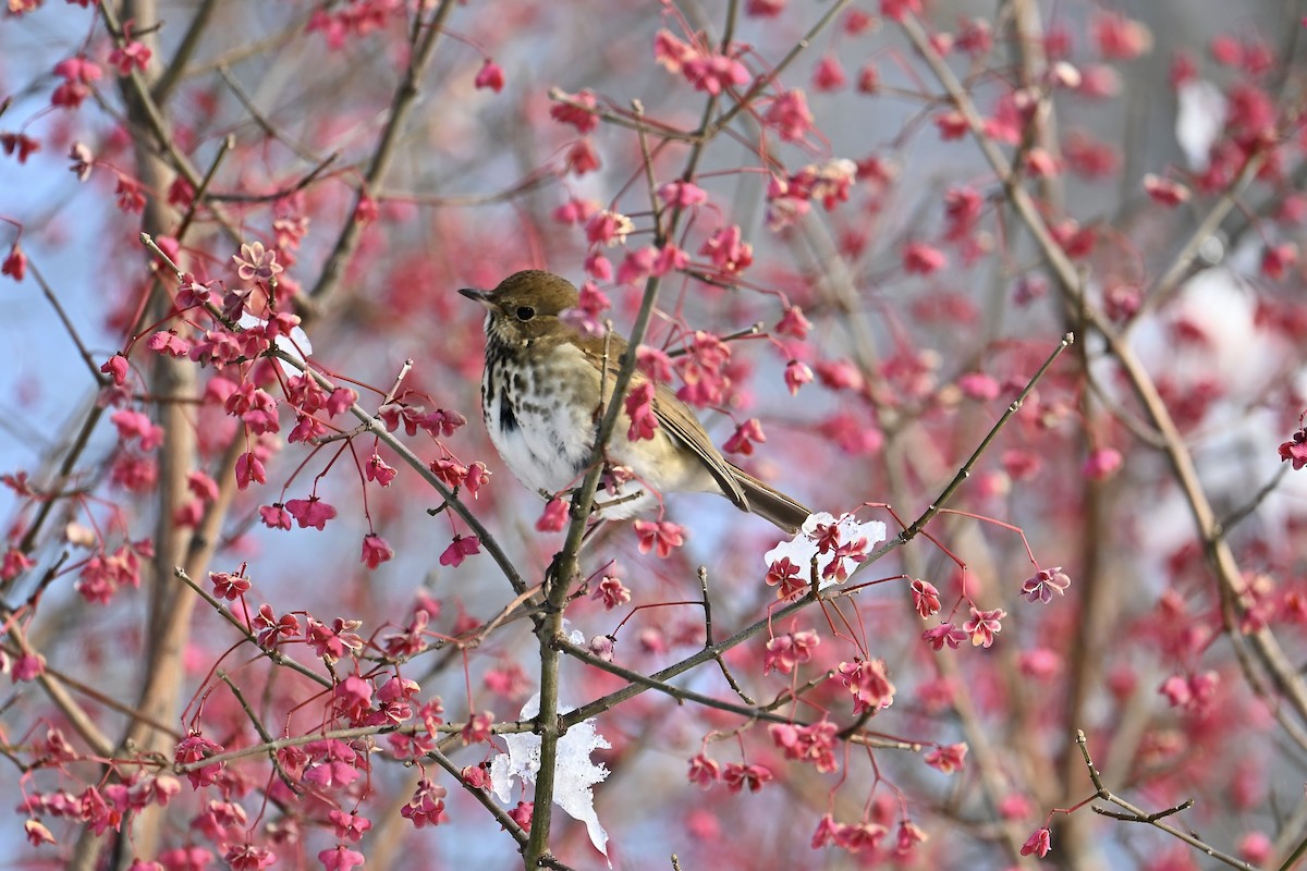 Дрізд-короткодзьоб плямистоволий - ML646208205