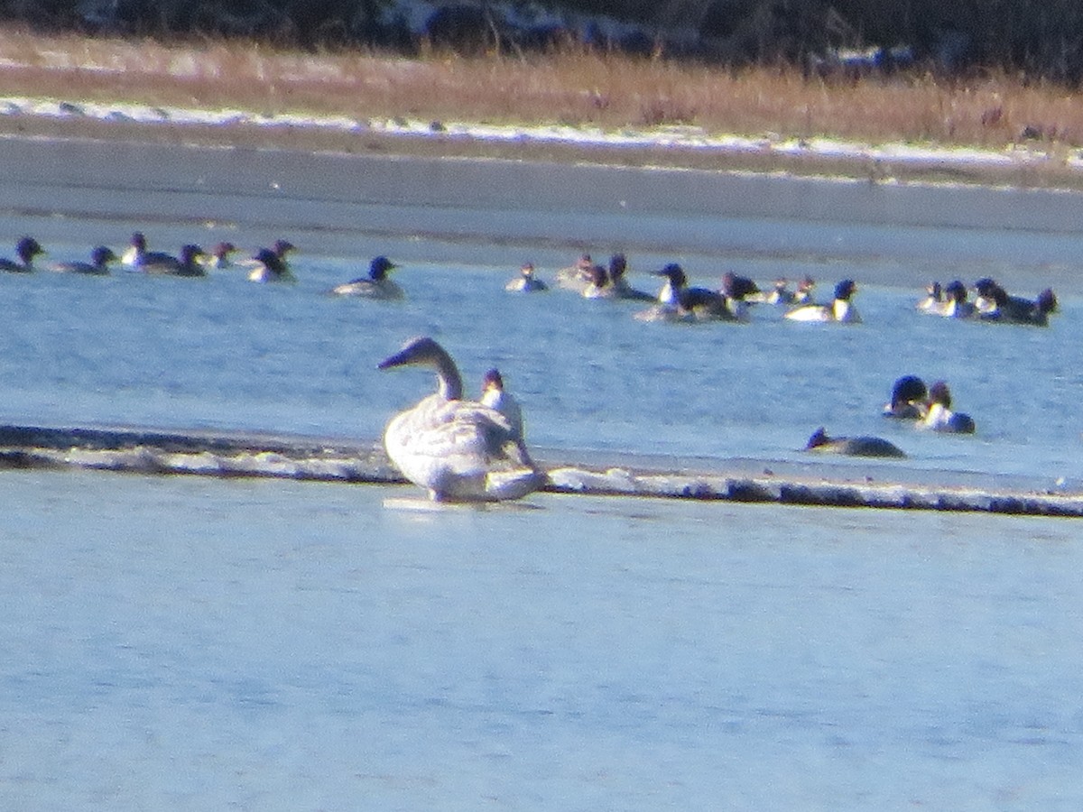 Tundra Swan - ML646208208