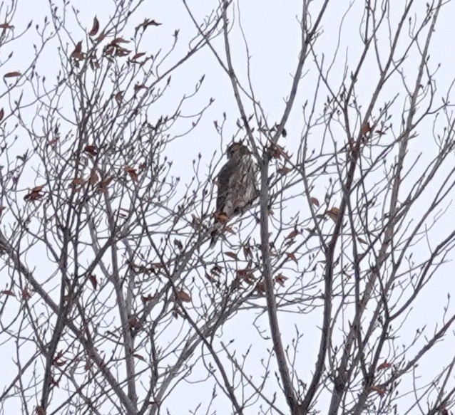 American Goshawk - ML646208221
