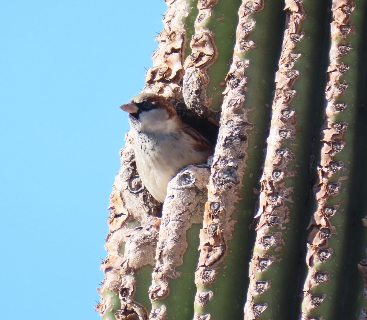Домовый воробей - ML646208222