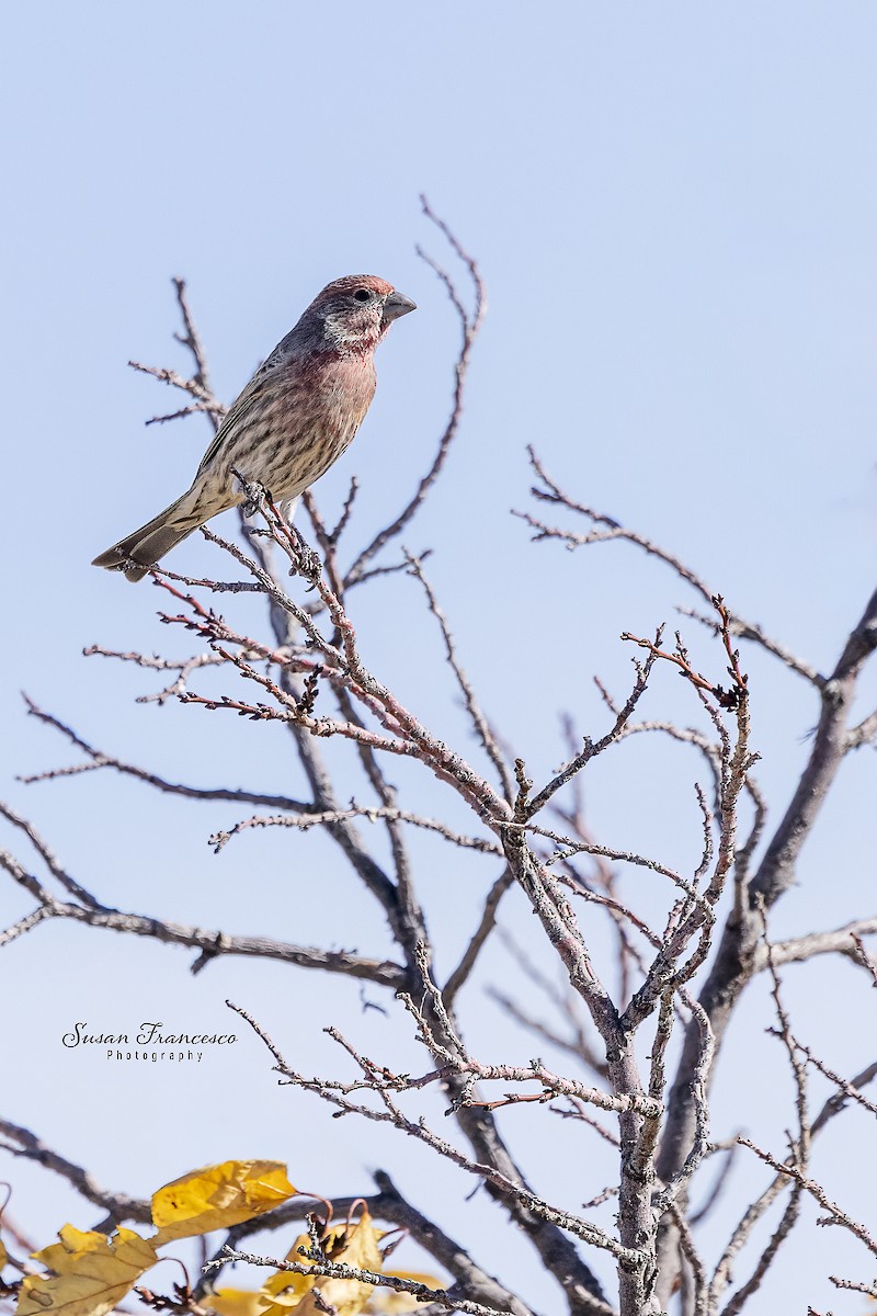 House Finch - ML646208224