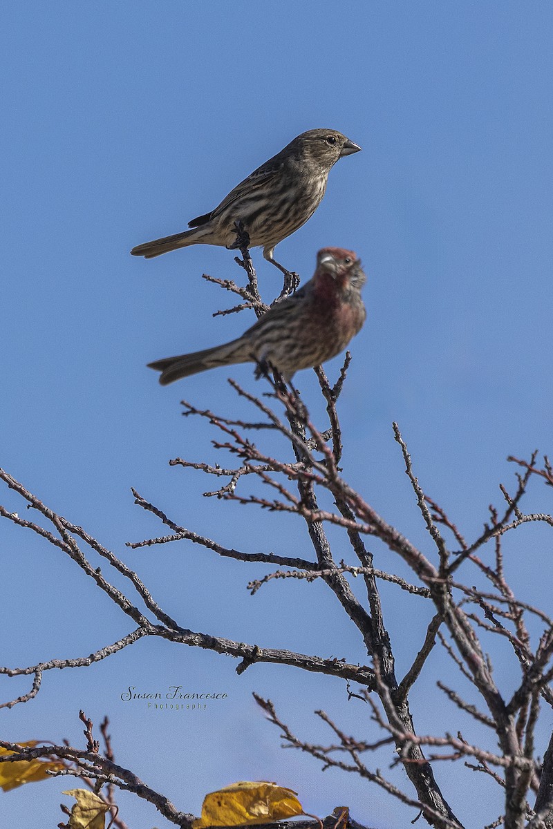 House Finch - ML646208225