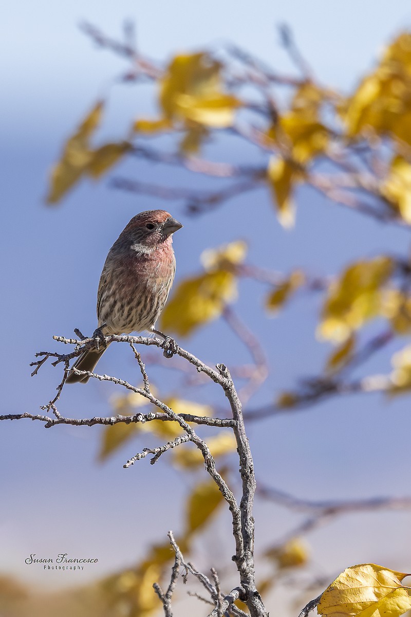 House Finch - ML646208226