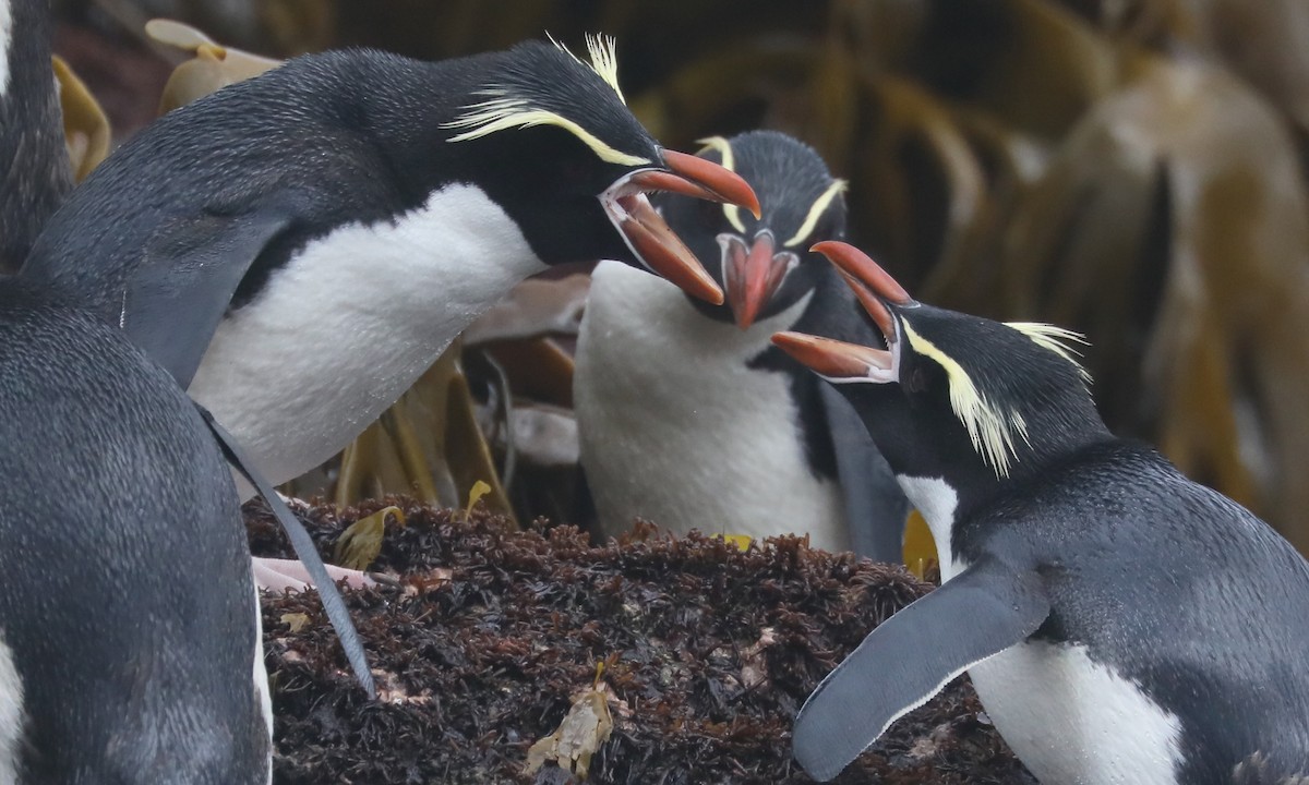 Snares Penguin - ML646208227