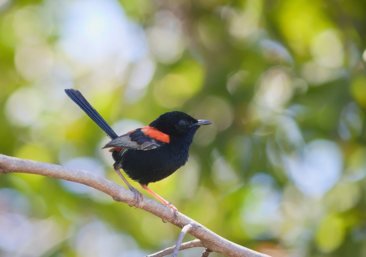 Red-backed Fairywren - ML646208228