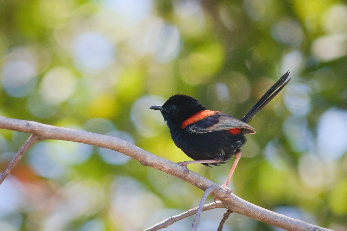 Red-backed Fairywren - ML646208229