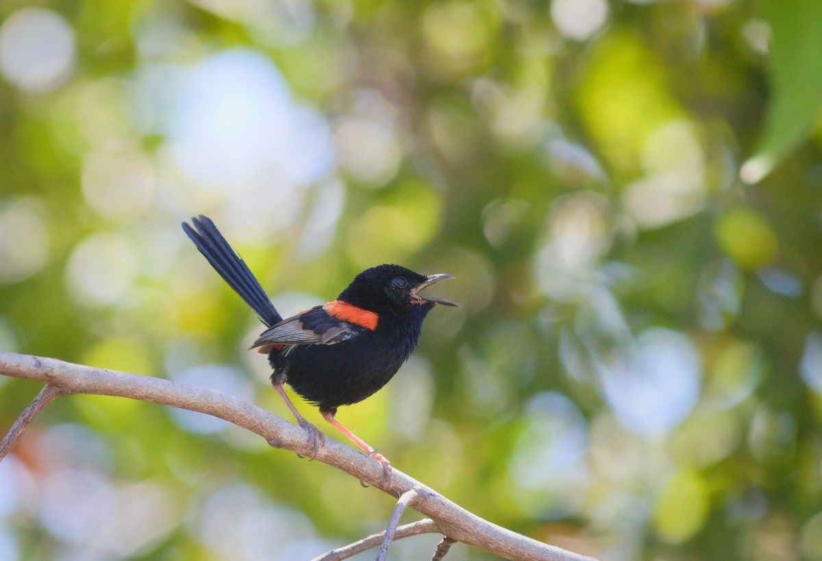 Red-backed Fairywren - ML646208230