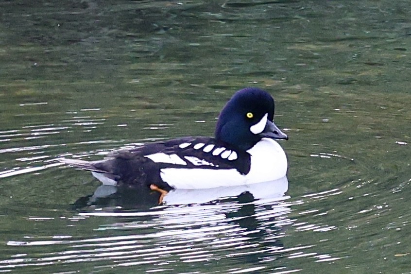 Murgilari islandiarra - ML646208231