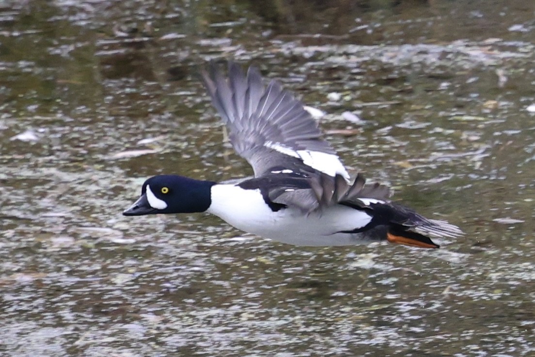 Murgilari islandiarra - ML646208232