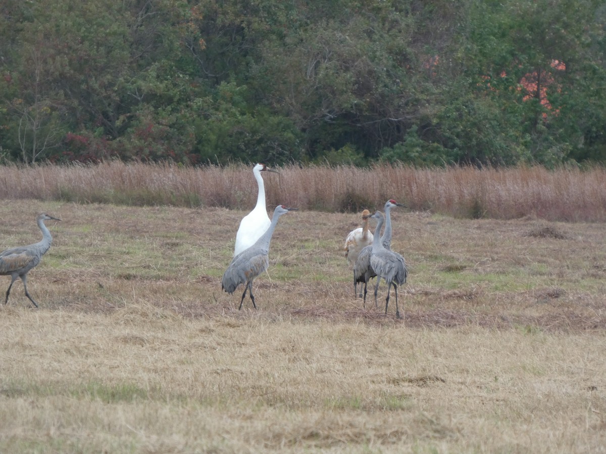 trompettrane - ML646208234