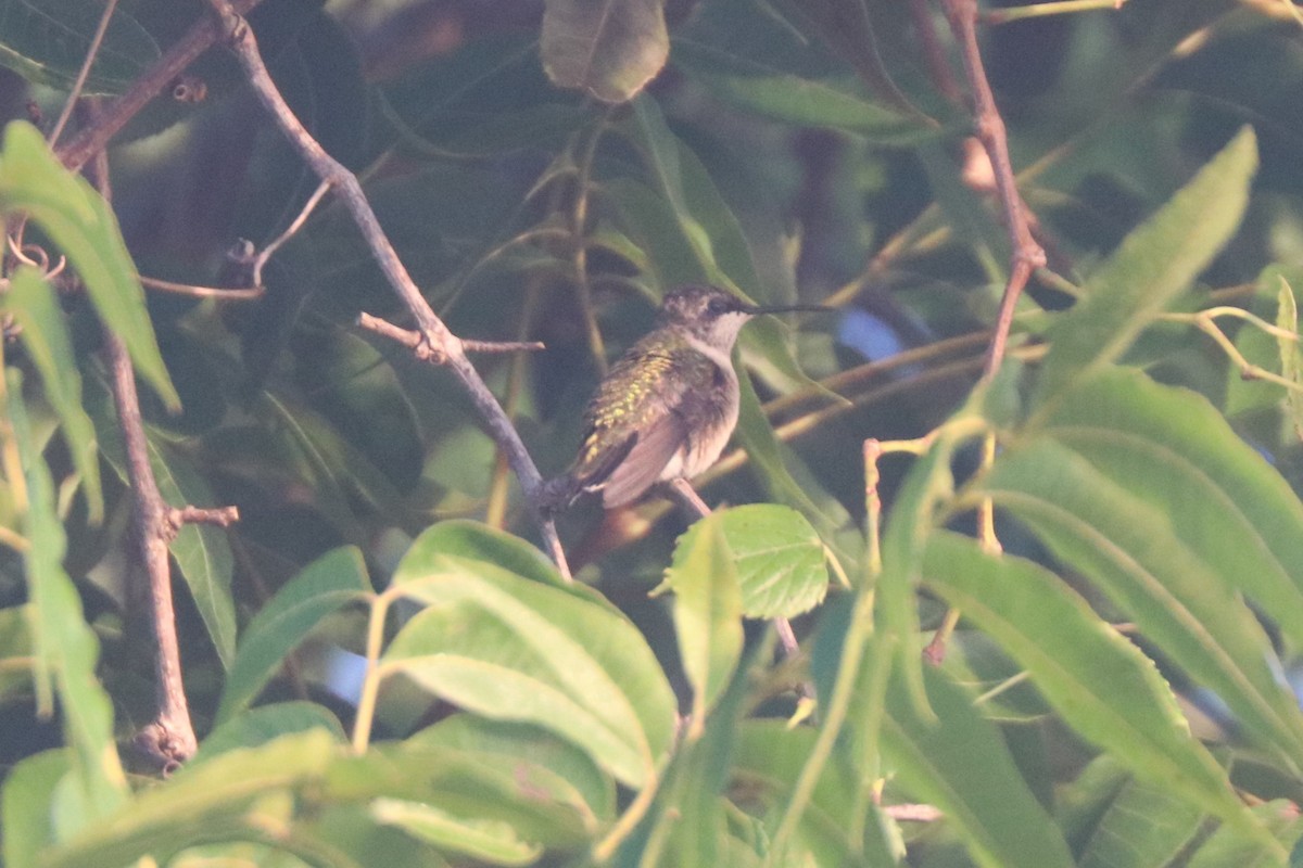 Ruby-throated Hummingbird - ML646208235