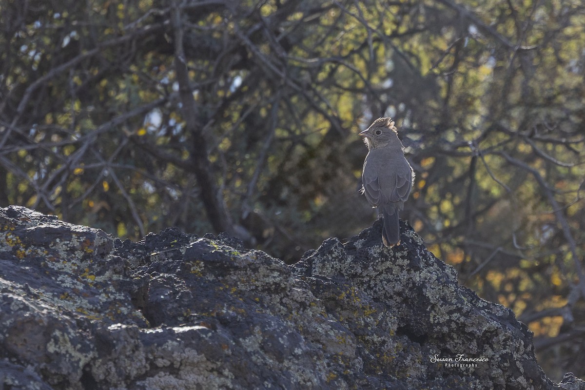 Canyon Towhee - ML646208238