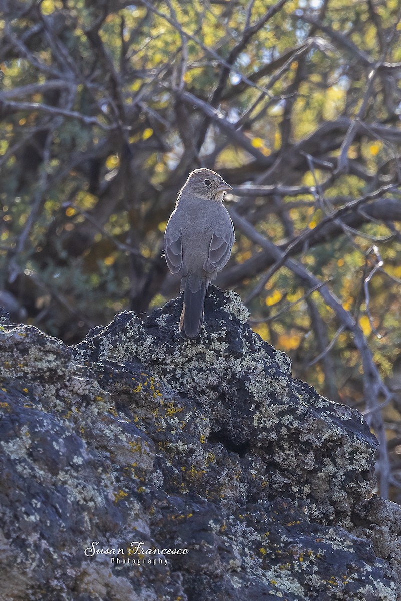 Canyon Towhee - ML646208239