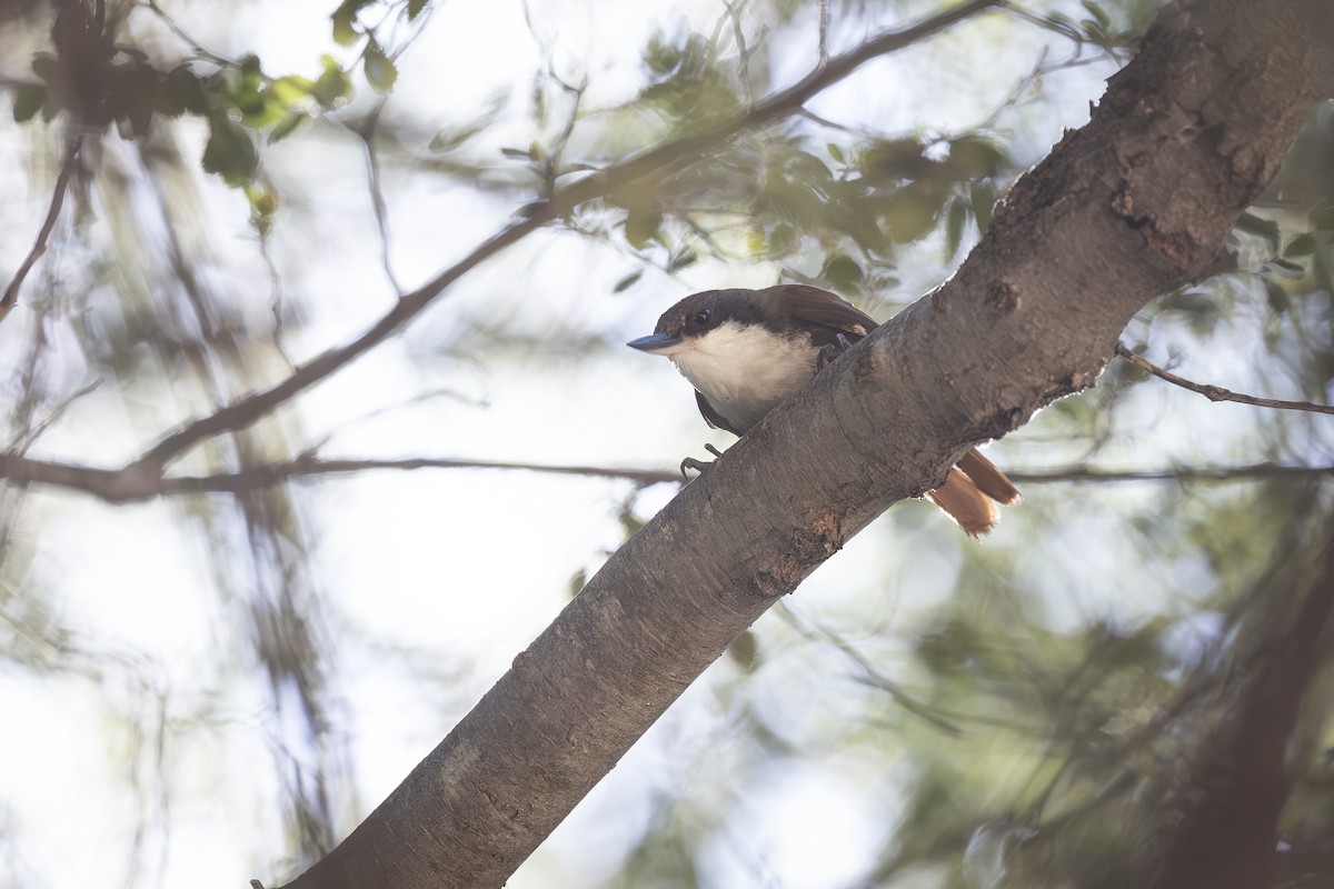 White-throated Treerunner - ML646208242