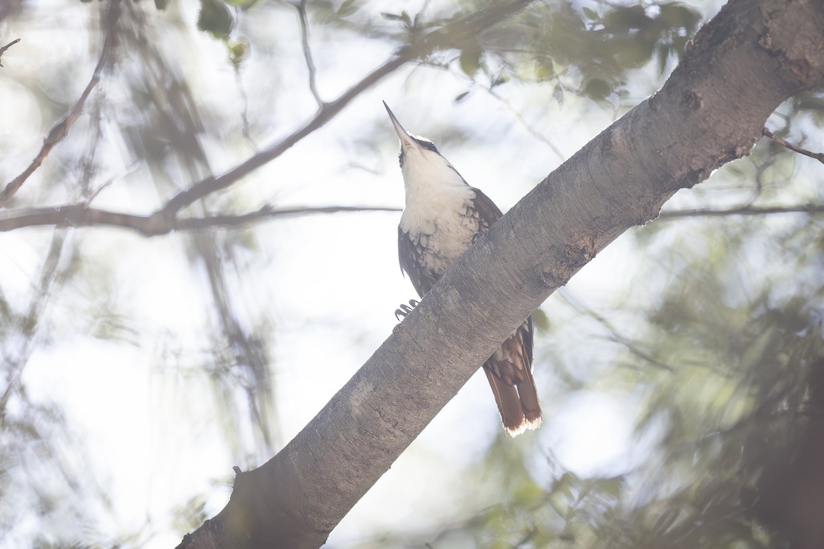 White-throated Treerunner - ML646208243