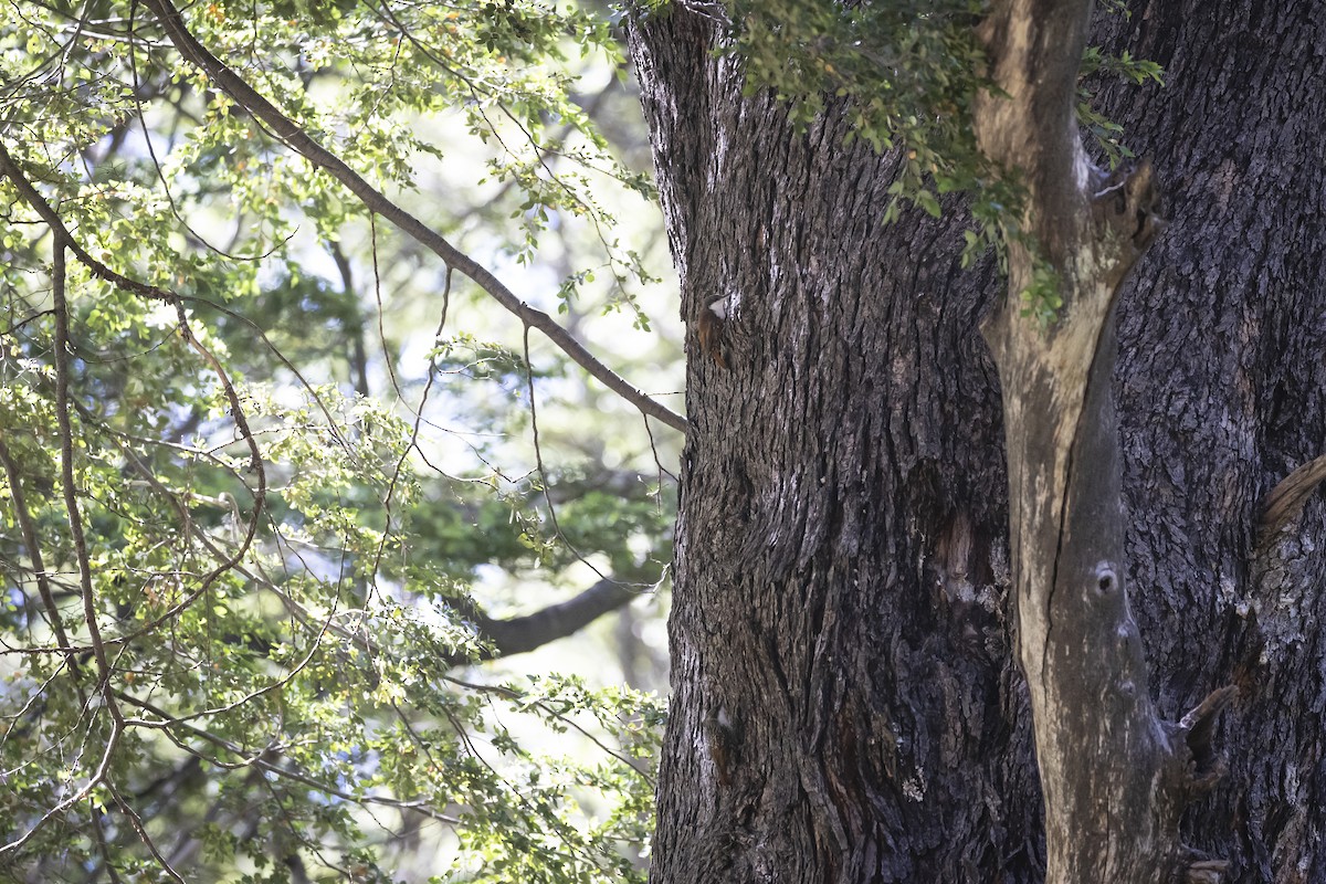 White-throated Treerunner - ML646208244