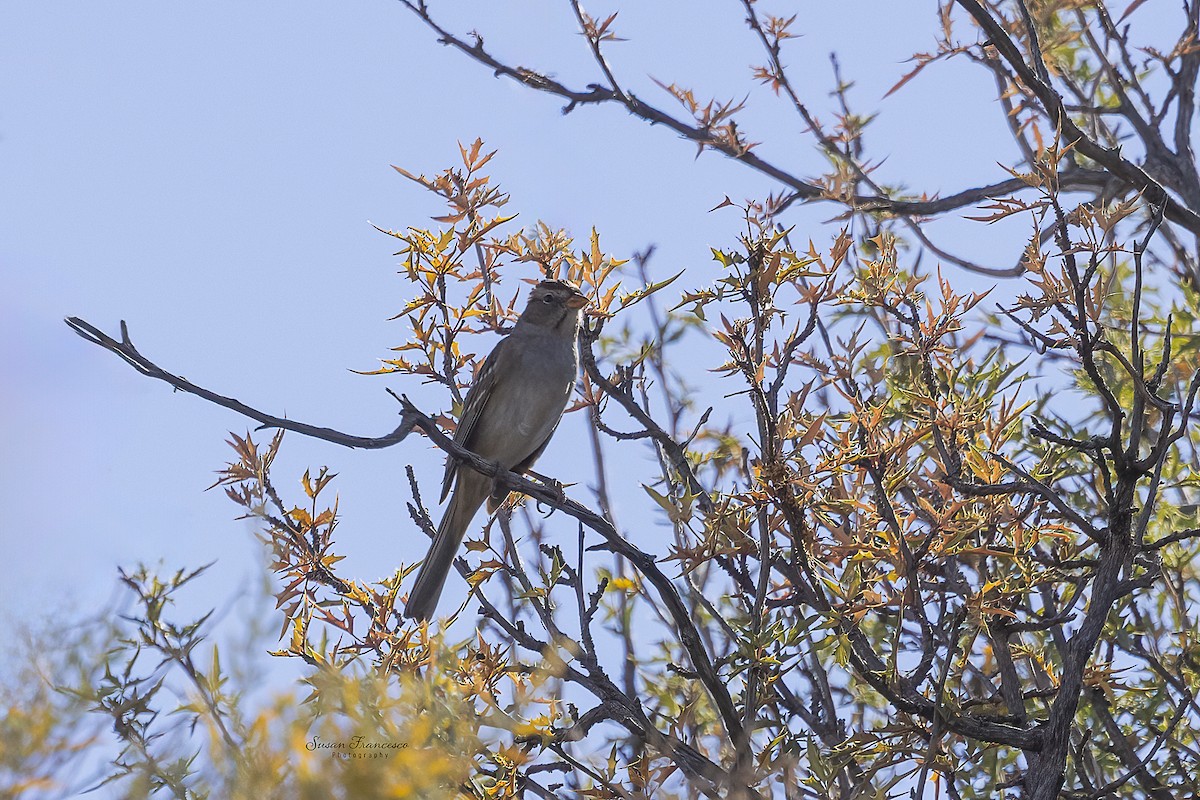 White-crowned Sparrow - ML646208245