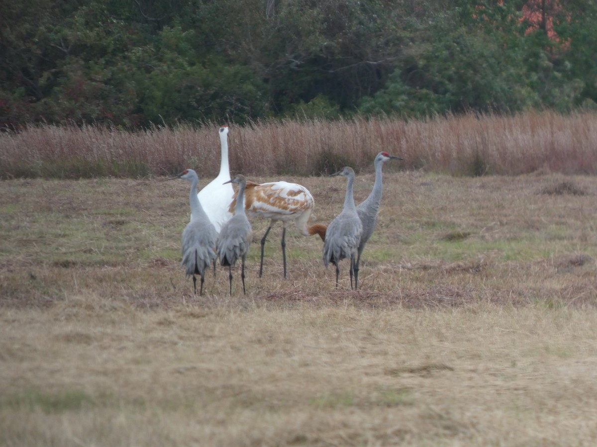 trompettrane - ML646208246