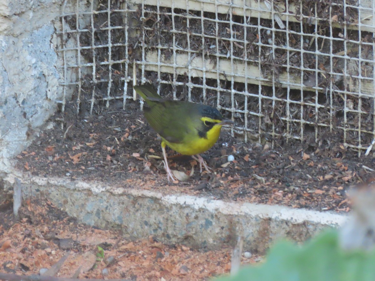 kentuckyparula - ML646208248