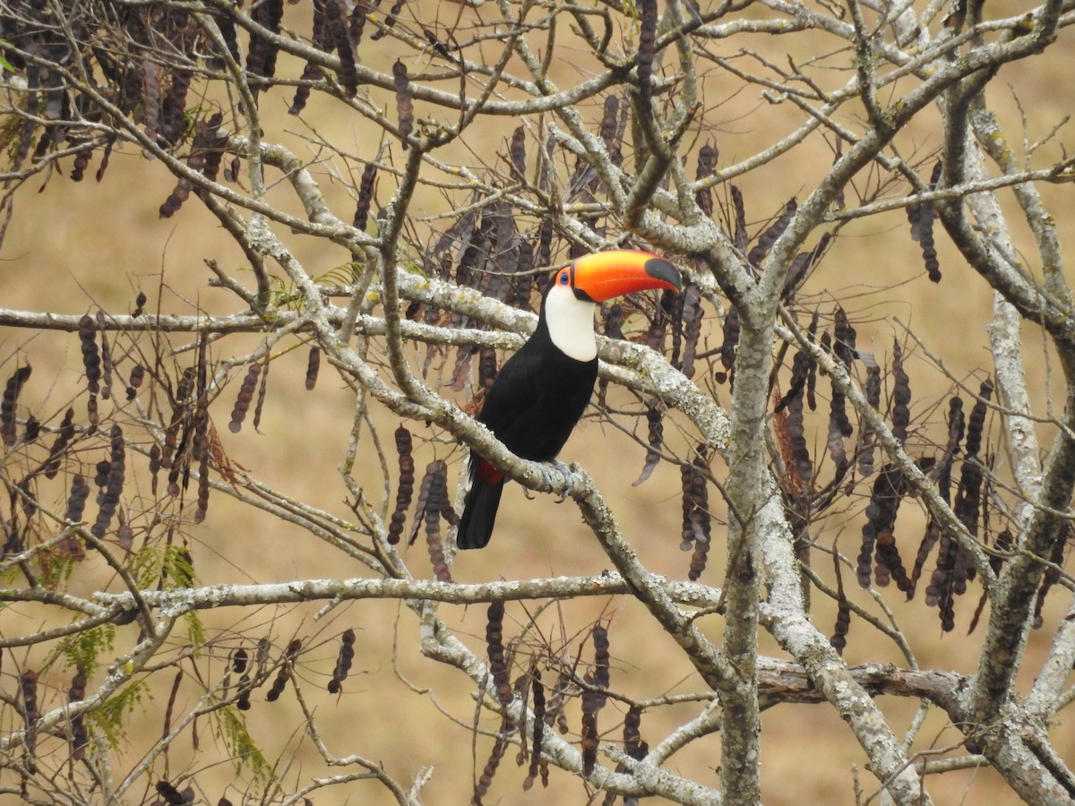 オニオオハシ - ML646208249