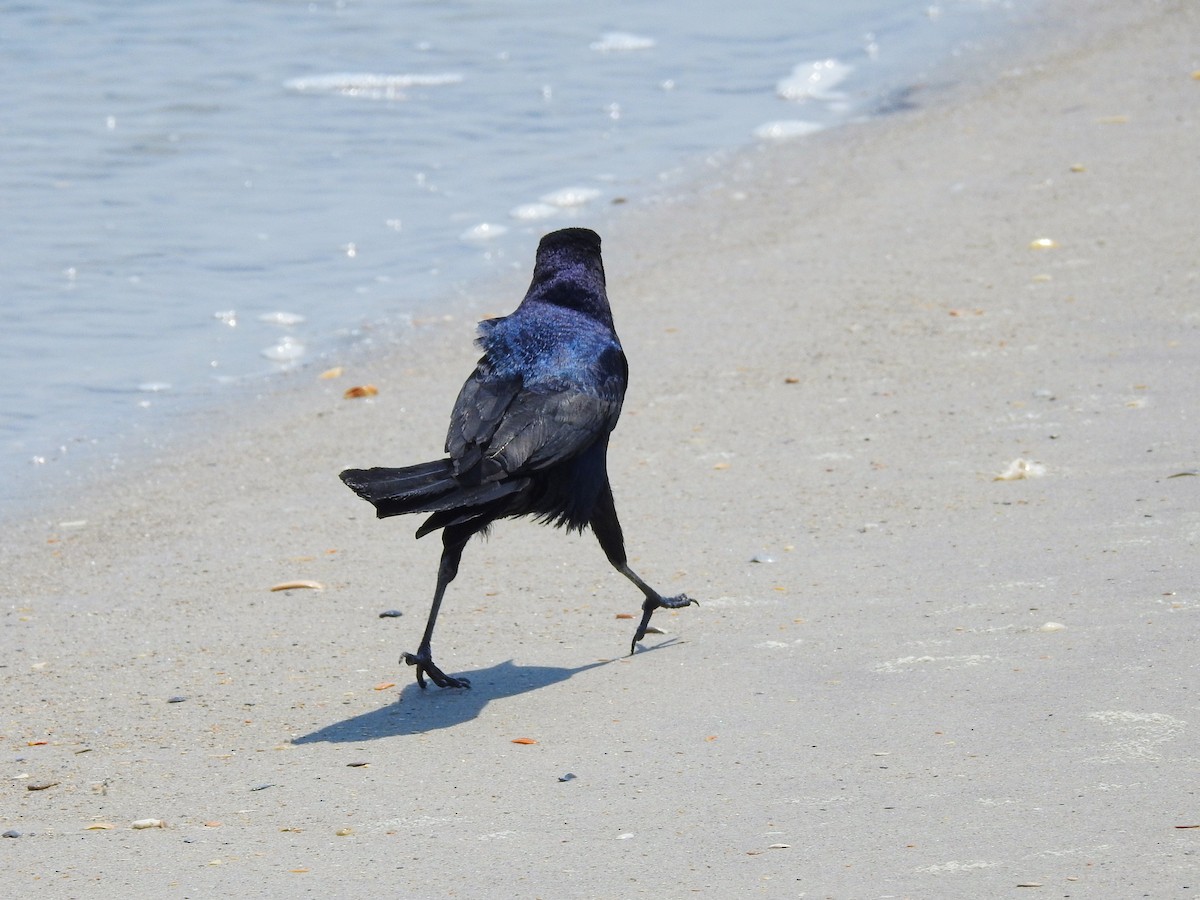 キタオナガクロムクドリモドキ - ML646208250