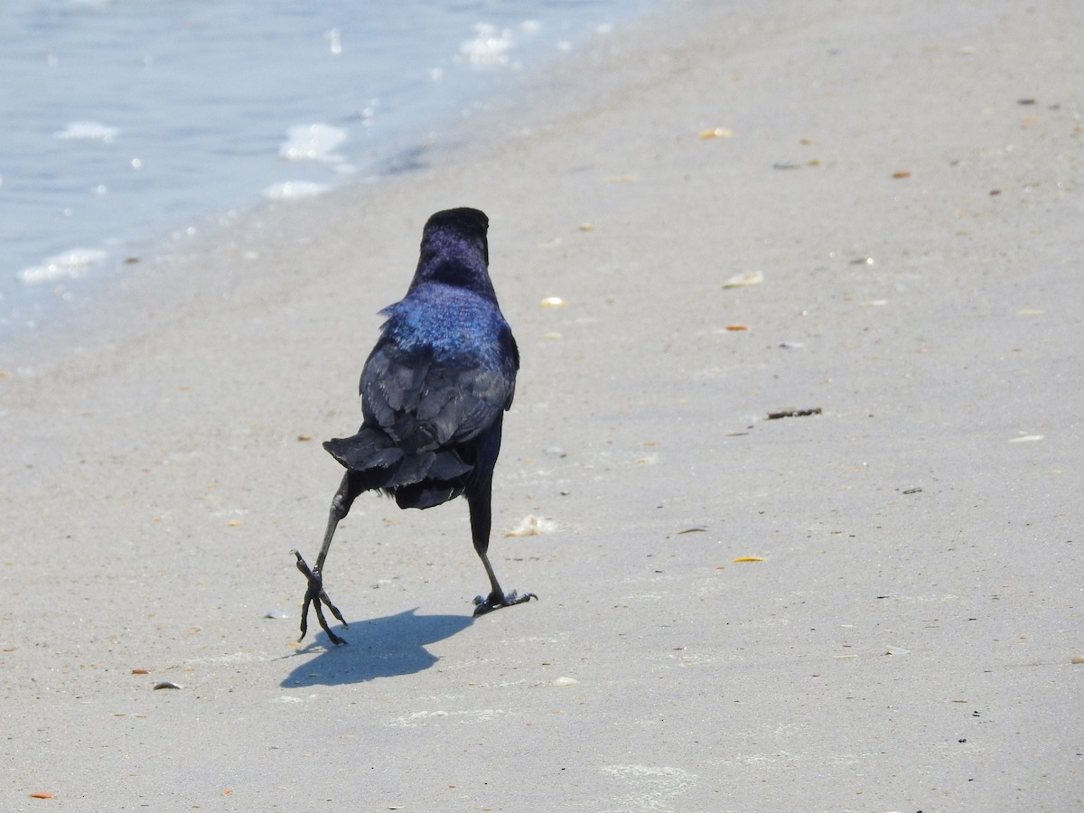 キタオナガクロムクドリモドキ - ML646208255