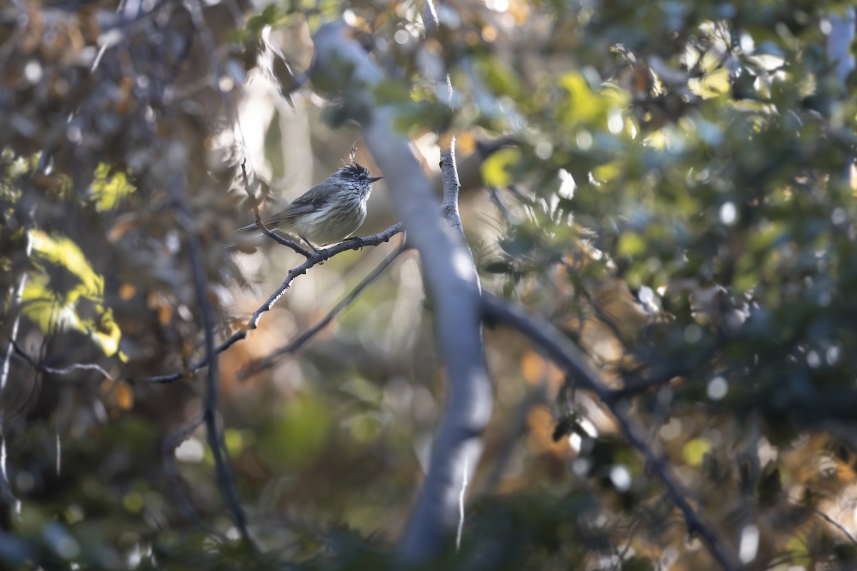 Tufted Tit-Tyrant - ML646208256