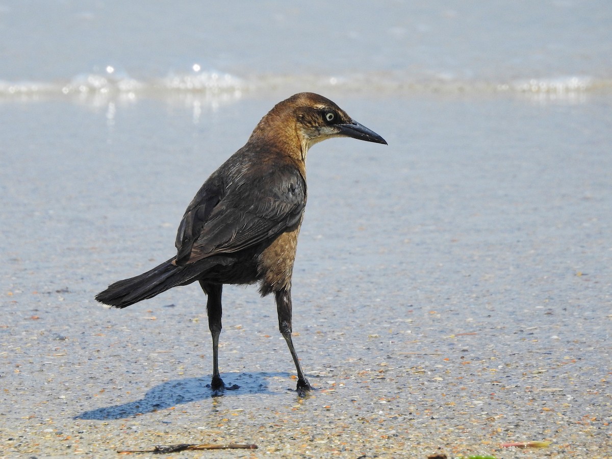 キタオナガクロムクドリモドキ - ML646208257