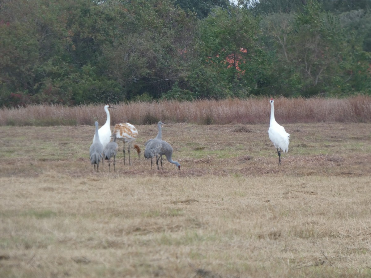 trompettrane - ML646208258