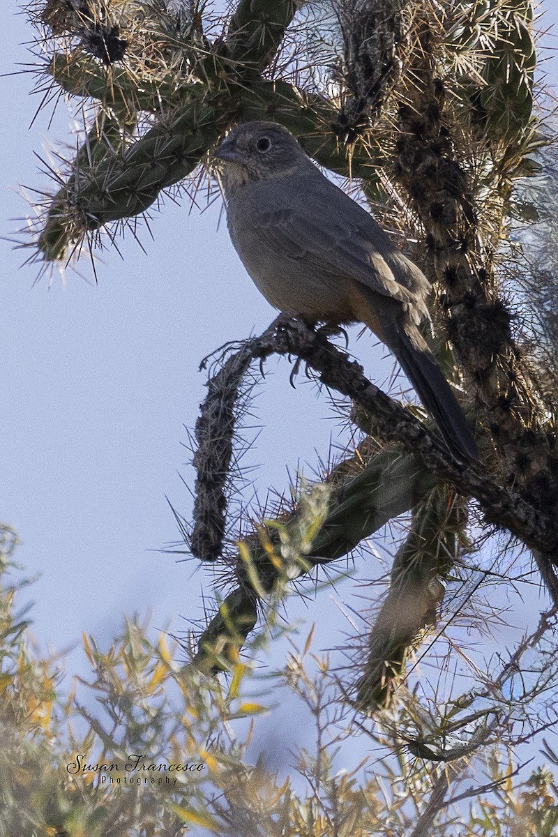 Canyon Towhee - ML646208259
