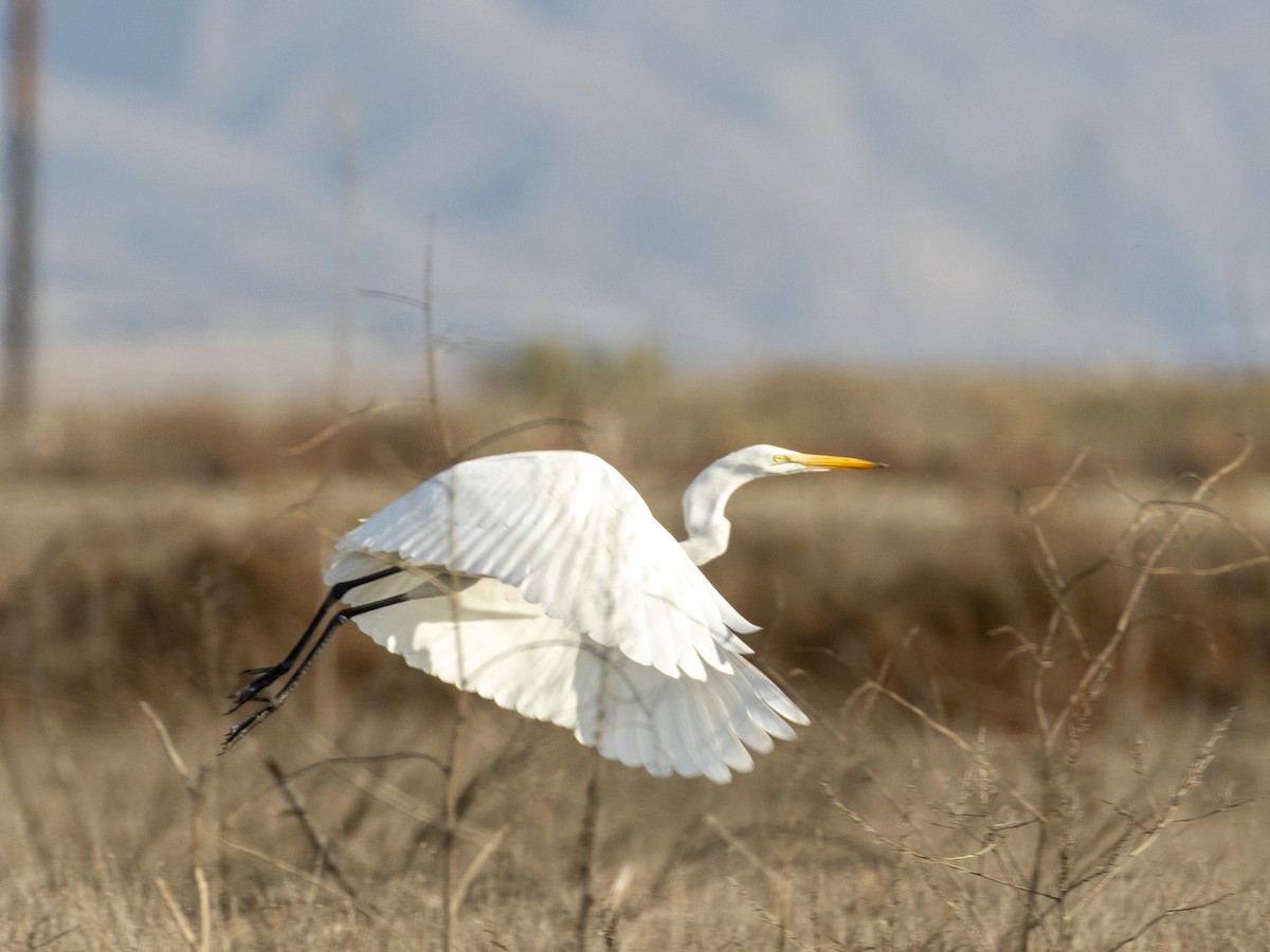 Great Egret - ML646208266