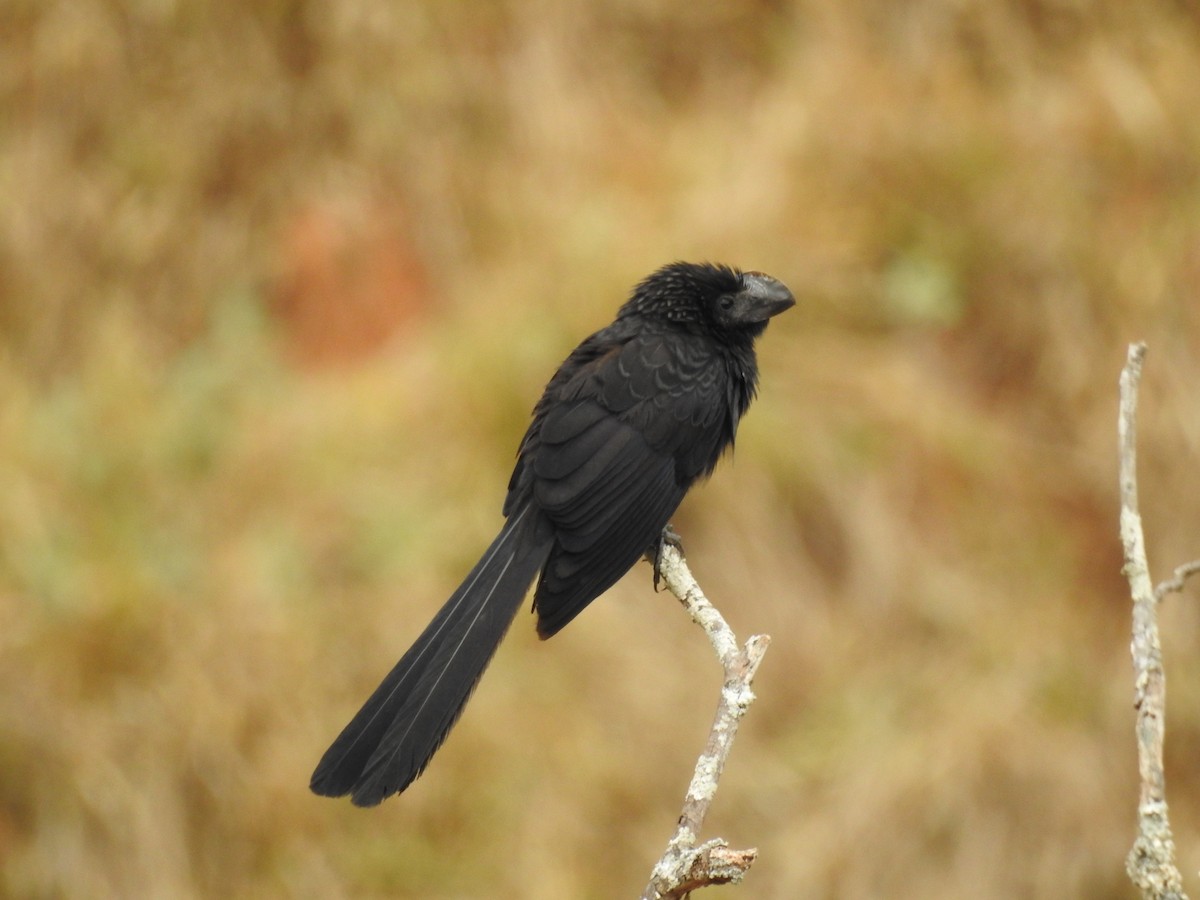 Smooth-billed Ani - ML646208272