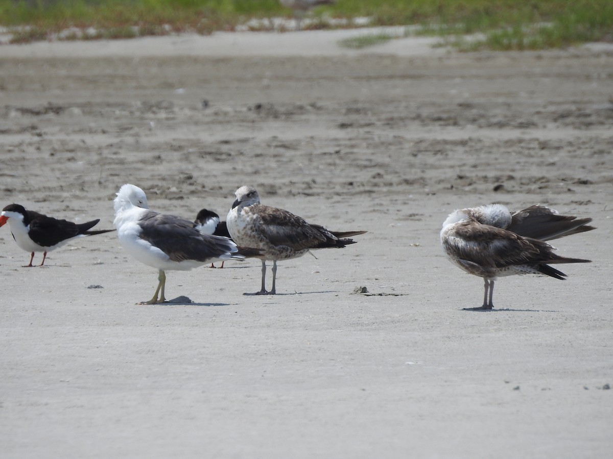 Kaio iluna - ML646208276