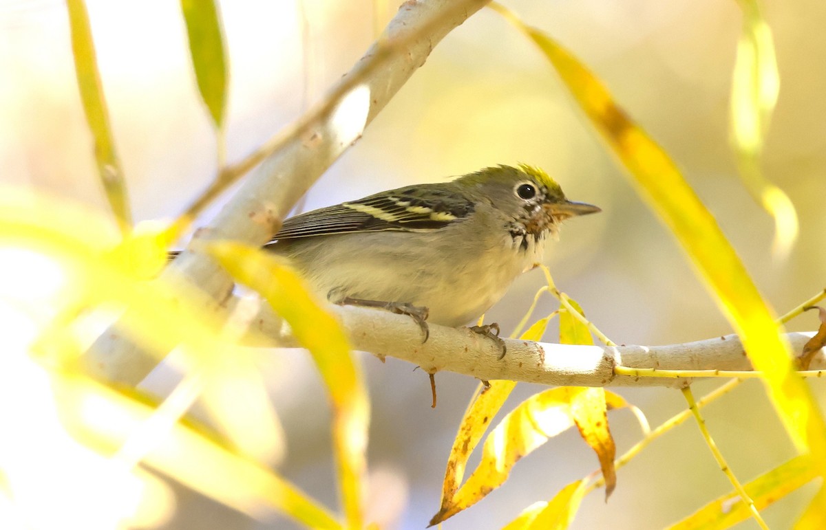 lesňáček rezavoboký - ML646208277