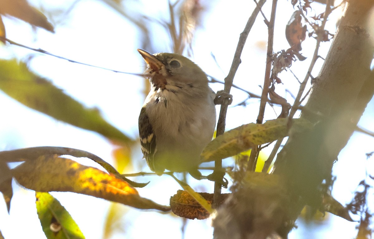 lesňáček rezavoboký - ML646208278
