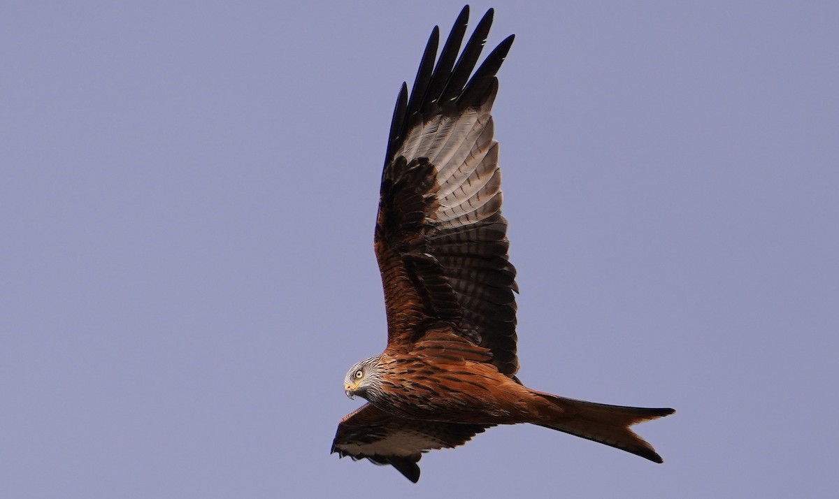 Red Kite - ML646208280