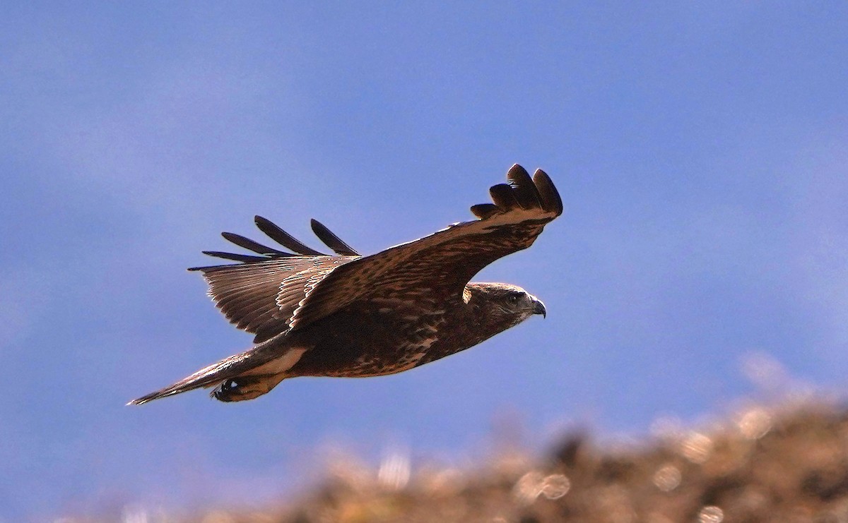 歐亞鵟 - ML646208284