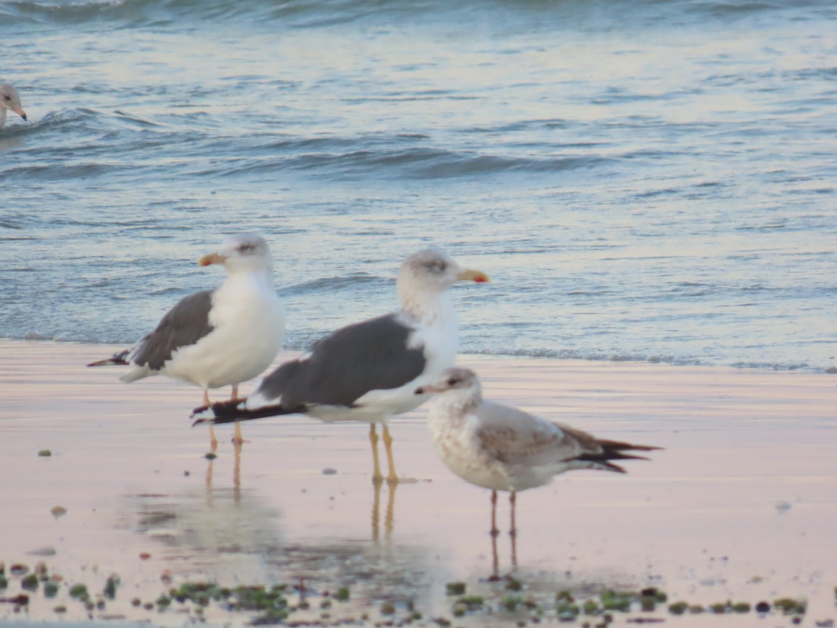 Kaio iluna - ML646208286